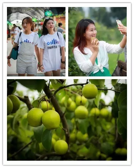 美女與香梨，你更愛哪一個？！