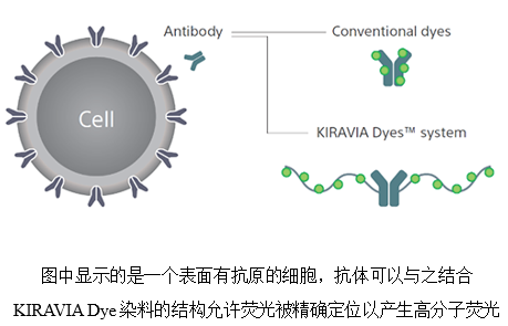 圖中顯示的是一個(gè)表面有抗原的細(xì)胞