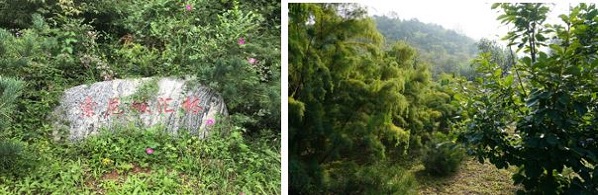 索尼種植的碳匯林