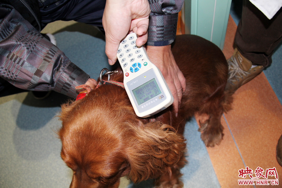 只要用儀器一掃，狗狗的信息就可以一覽無(wú)余