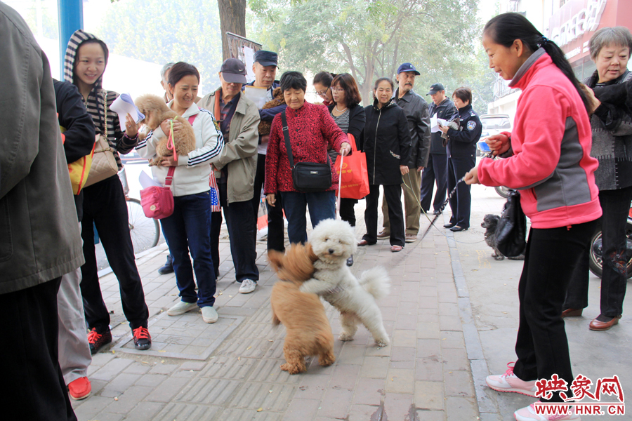 在辦狗證現(xiàn)場(chǎng)，兩只狗狗歡樂(lè)地在一起玩耍