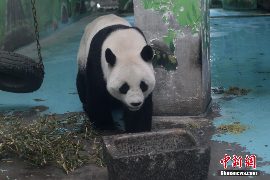 3月17日，河南鄭州動(dòng)物園內(nèi)的大熊貓“龍昇”。