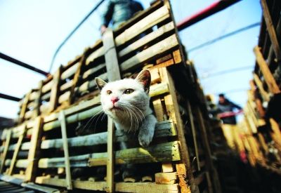 貨車上被販運(yùn)的貓。 記者陳亮 攝