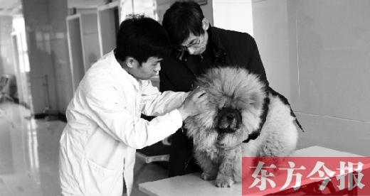 在一家大型寵物醫(yī)院里，生病的狗狗正在接受治療