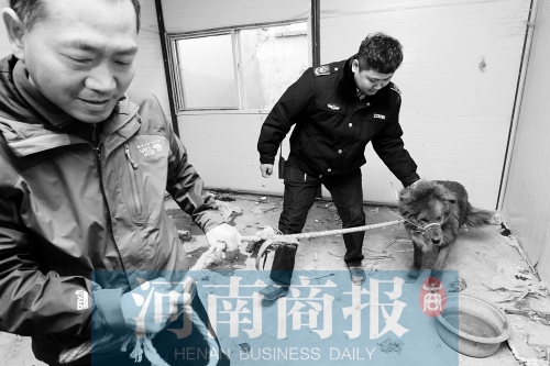 麻藥起作用后，這只藏獒被執(zhí)法人員控制