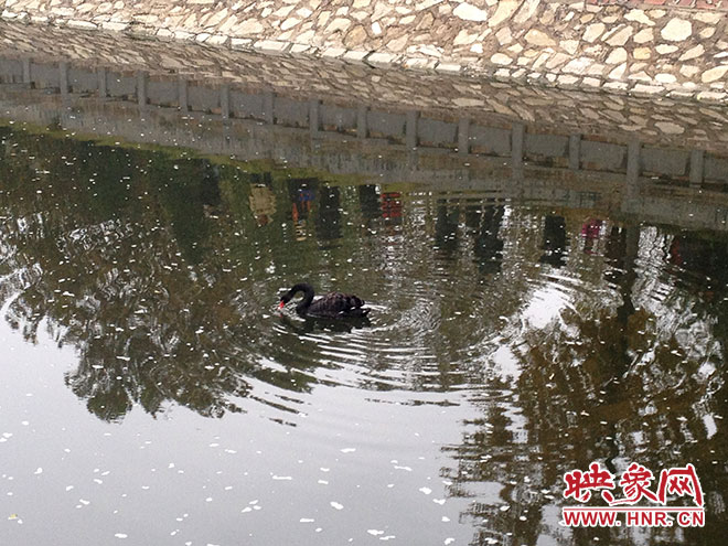 受傷的黑天鵝迫降鄭州金水河。