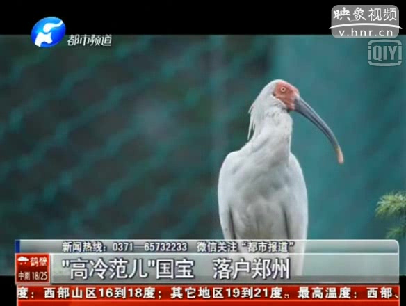 國家一級保護(hù)鳥類朱鹮落戶鄭州動(dòng)物園